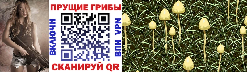 где найти наркотики  Байкальск  Псилоцибиновые грибы мухоморы 